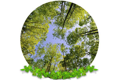 Tree Preservation Orders (T.P.O.) in Banstead
