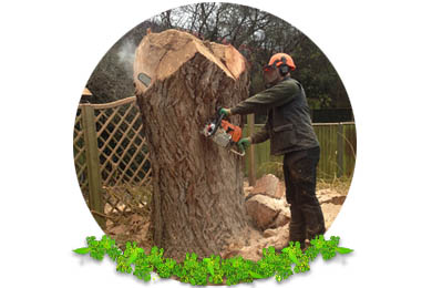 Tree Felling & Removal in Banstead