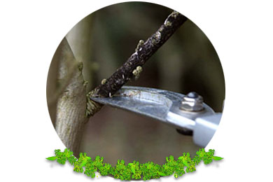 Formative Pruning in Banstead