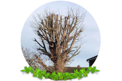 Pollarding Pruning in Banstead