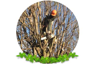 Crown Thinning & Reduction in Dorking