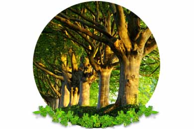 Crown Cleaning & Deadwooding in Dorking