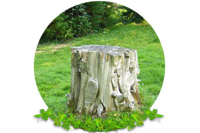 Stump Removal in Dorking
