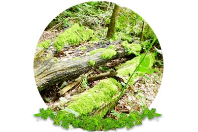 Woodland Management in Dorking