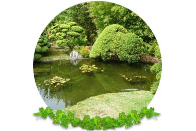 Ponds in Dorking