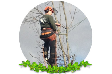 Tree Pruning in Dorking
