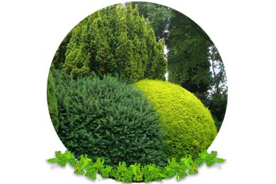 Hedge, Conifer Cutting & Pruning in Dorking