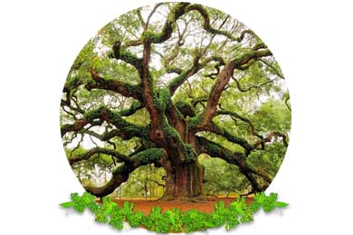 Veteran Tree Management in Oxted