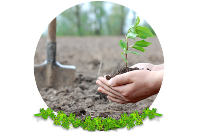 Tree & Hedge Planting in Reigate