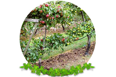 Fruit Tree Pruning in Sussex